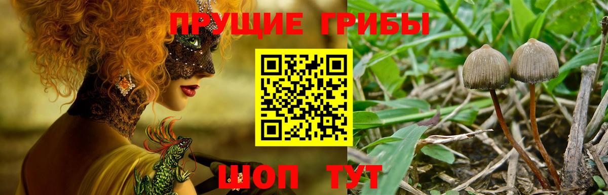 Кандалакша  Галлюциногенные грибы Psilocybe  Вход с VPN 